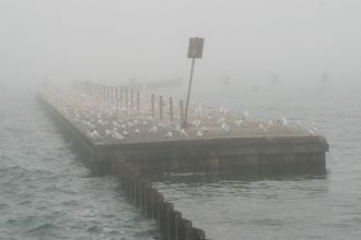2014 - Seagulls on pier near Fullerton